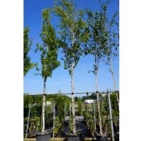 Säulen-Birke Hochstamm 16-18cm Stammumfang im Co