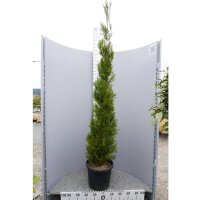 Säulen-Leyland-Zypresse ‘Pyramidalis’...