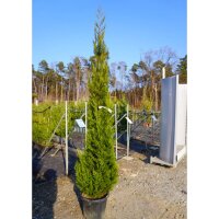 Säulen-Leyland-Zypresse ‘Pyramidalis’...