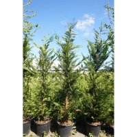 Säulen-Leyland-Zypresse ‘Pyramidalis’...