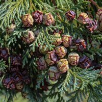 Säulen-Leyland-Zypresse ‘Pyramidalis’...