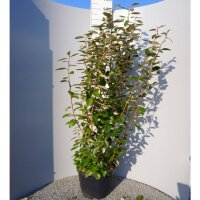 Wintergrüne Ölweide 125-150cm im C18