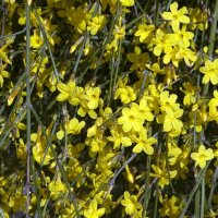 Winterjasmin 70+cm gestäbt im C2