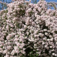 Perlmuttstrauch | Kolkwitzie Pink Cloud C3