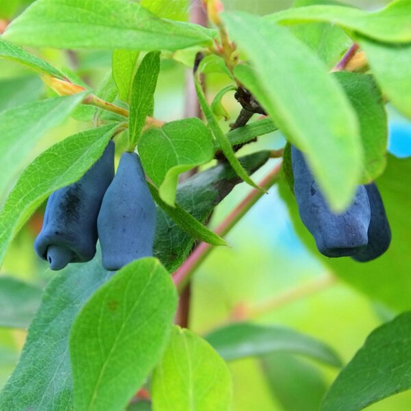 Honigbeere/Maibeere Duett C3