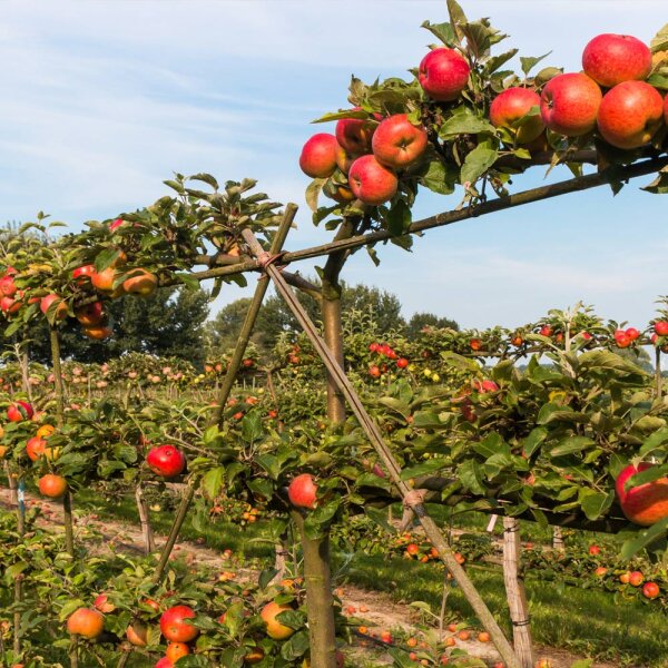 Apfel Elstar Spalier 150cm im C7,5