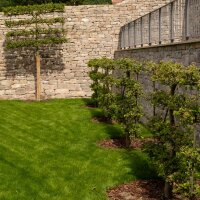 Apfel Elstar Spalier 150cm im C7,5