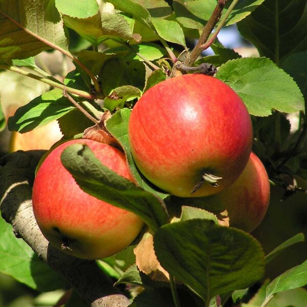 Apfel Bohnapfel Halbstamm im C10