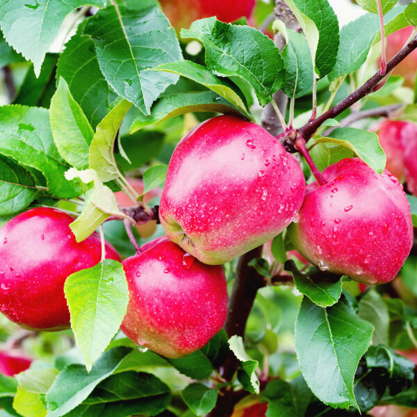 Apfel Gloster Spalier 150cm+ im C7,5