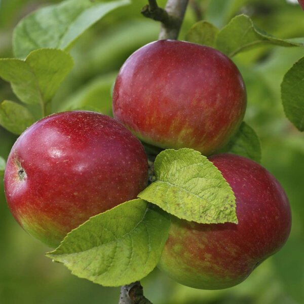 Säulenapfel Mc Intosh 80cm +im C5
