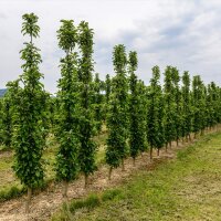 Säulenapfel Mc Intosh 80cm +im C5