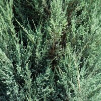 Blauer Raketenwacholder Blue Arrow 175-200cm am Ballen