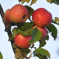 Apfel Rubinette Halbstamm im C10
