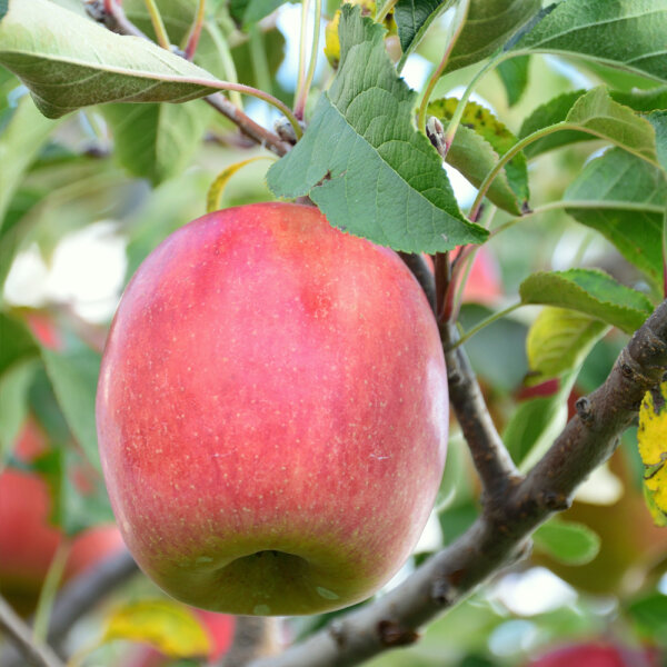 Apfel Schafnase Busch im C7,5