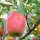 Apfel Schafnase Busch im C7,5