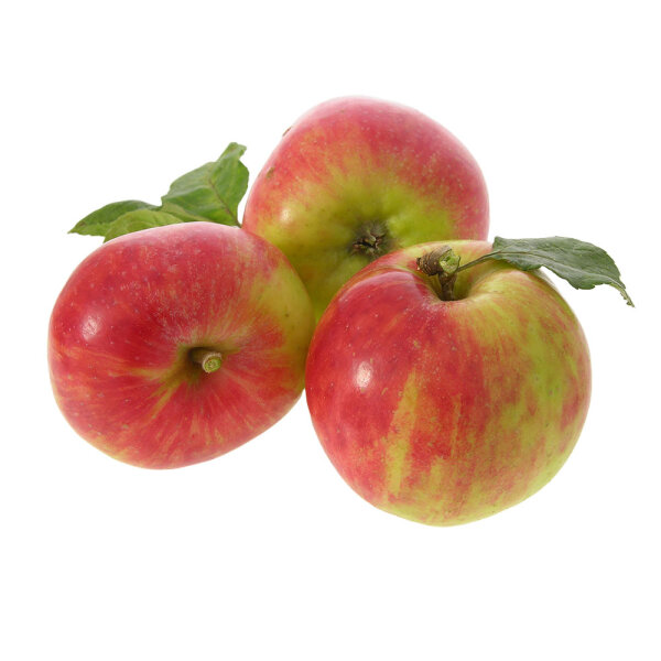 Apfel Gravensteiner Spalier 150cm+ im C7,5