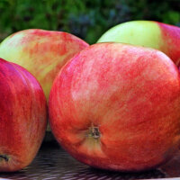 Trio-Apfel (Gravensteiner, Krummstiel, Royal Gala) Busch im C20