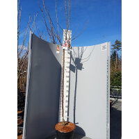 Trio-Apfel: Kronprinz / Braeburn / Gloster –...