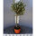 Olive Cipressino Stammhöhe 50cm im C4,5