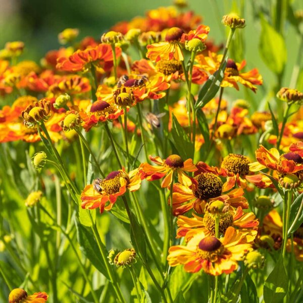 Sonnenbraut Rauchtopas P 1