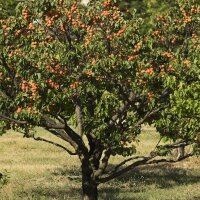 Marille Bergeron Spalier 150cm+ im C7,5