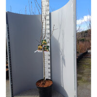 Trio-Birnbaum (Alexander Lucas / Gellerts Butterbirne /...