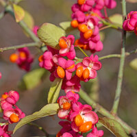 Pfaffenhütchen 80-100cm am Ballen