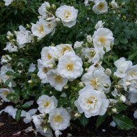 Kletterrose ‘Guirlande d’Amour’ im C5