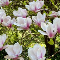 Tulpen-Magnolie 175-200cm am Ballen