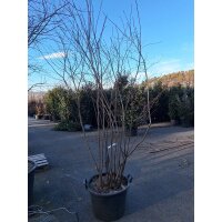 Kupfer Felsenbirne mehrstämmig 250-300cm...