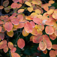 Felsenbirne 80-100cm im C7,5