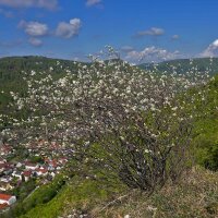 Felsenbirne 80-100cm im C7,5