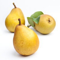 Trio-Birnbaum (Gellerts Butterbirne / Gute Luise/...