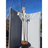 Trio-Apfelbaum (Lavanttaler / Stark Earliest / Roter...