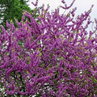 Gewöhnlicher Judasbaum Solitär Hochstamm 16-18cm Stammumfang im Co