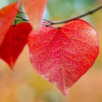 Gewöhnlicher Judasbaum Solitär Hochstamm 16-18cm Stammumfang im Co