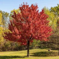 Rot-Ahorn ‘October Glory’ Hochstamm 10-12cm StU am Ballen