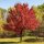 Rot-Ahorn ‘October Glory’ Hochstamm 10-12cm StU am Ballen