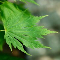 Fächerahorn ‘Arctic Jade’ 80-100cm im C5