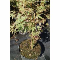 Fächerahorn ‘North Wind’ 80-100cm im C5