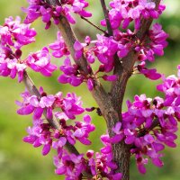 Chinesischer Judasbaum Forest Pansy 150-175cm im Co