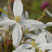 Clematis Immergrüne Waldrebe ‘Snowdrift’...