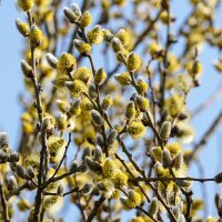 Veredelte Kätzchenweide 150-175 im C15