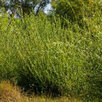 Purpurweide 80-100cm am Ballen