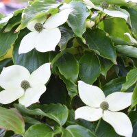 Japanischer Blumen-Hartriegel Teutonia 60-80cm im Co