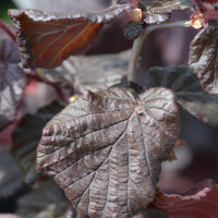 Rotblättrige Korkenzieherhasel Red Majestic 80-100cm...