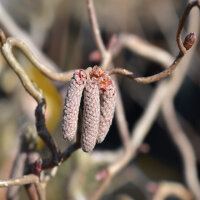 Rotblättrige Korkenzieherhasel Red Majestic 80-100cm im Co