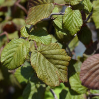 Rotblättrige Korkenzieherhasel Red Majestic 80-100cm im Co