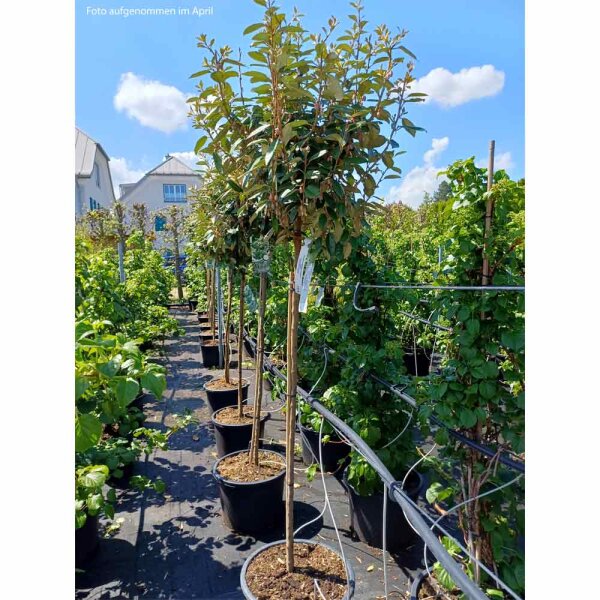 Wintergrüne Ölweide Compacta Kugel 30-40cm mit Stammhöhe 120cm im Co