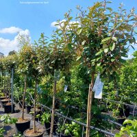 Wintergrüne Ölweide Compacta Kugel 30-40cm mit...